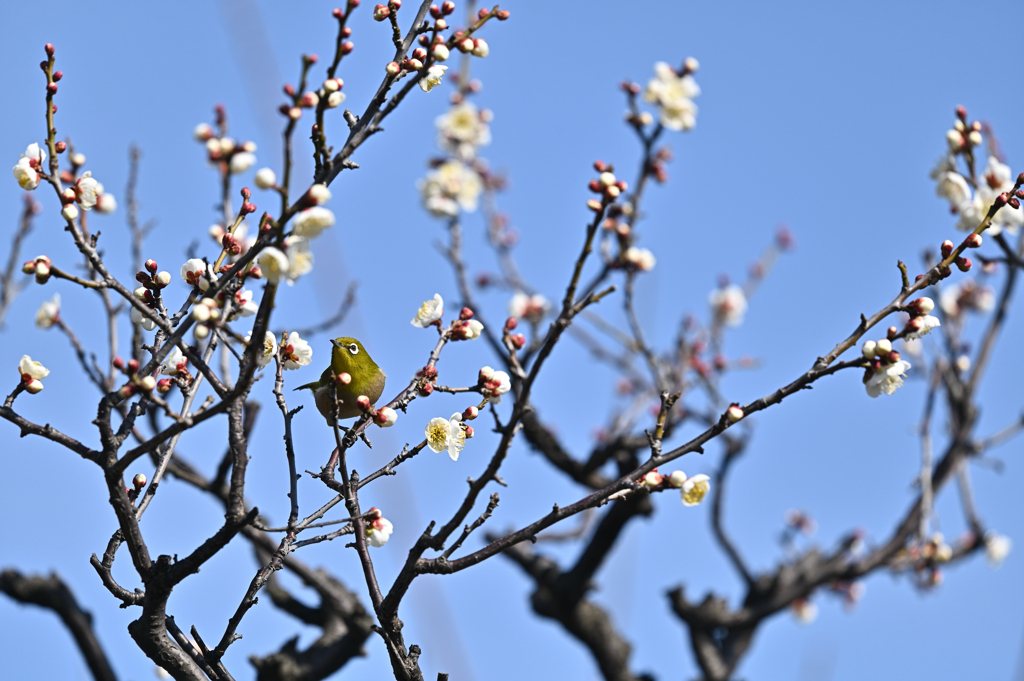 今年初の梅ジロー（１）