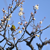 今年初の梅ジロー（１）