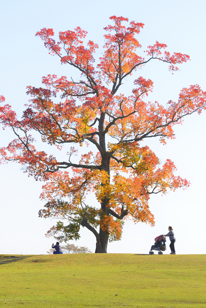 飛び火野秋景色