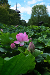 東寺の夏