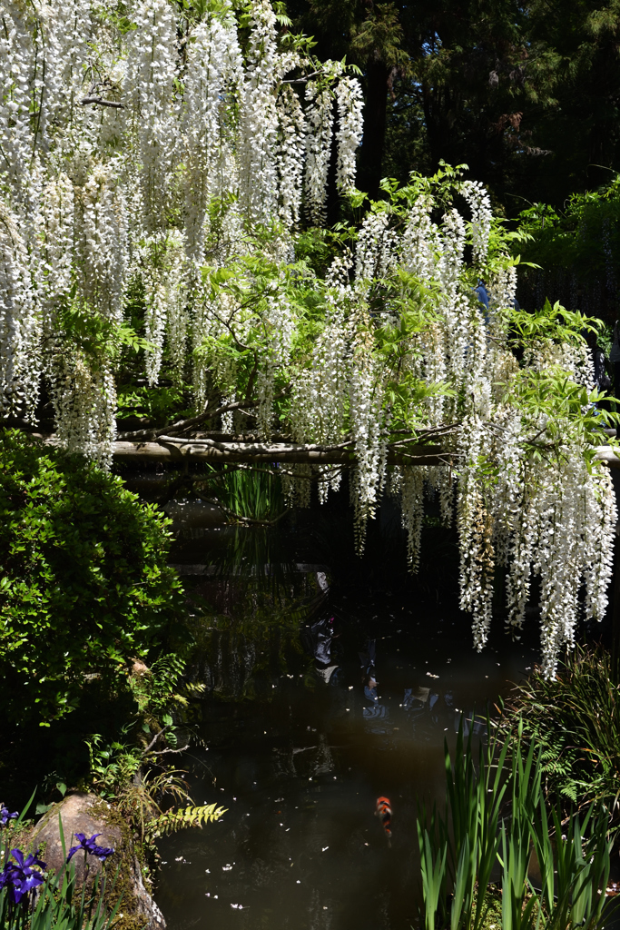 藤かおる萬葉植物園（１１）