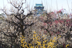 大阪城梅林景色（３）