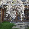 桜　咲く