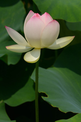 蓮の花（１）