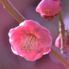 紅梅ー２