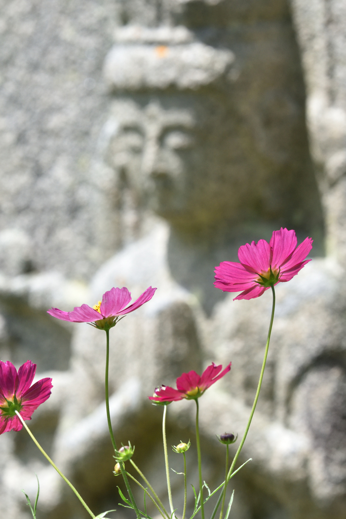 花と石仏（３）