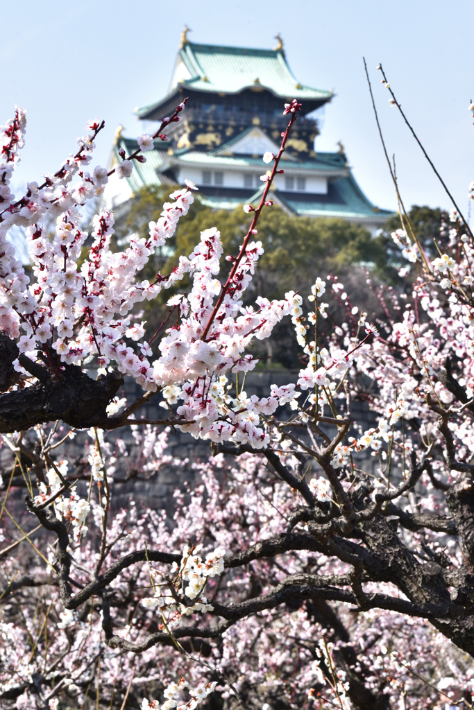 大阪城梅林（１）