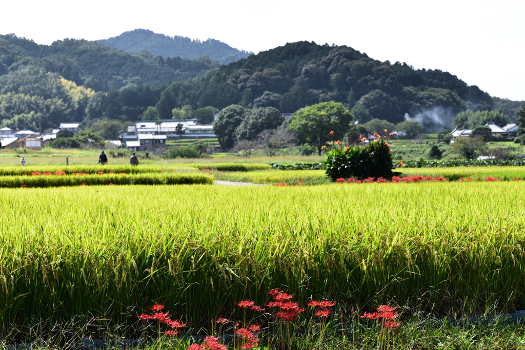 明日香村に秋が来た（１４）