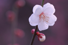 白梅