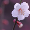 白梅