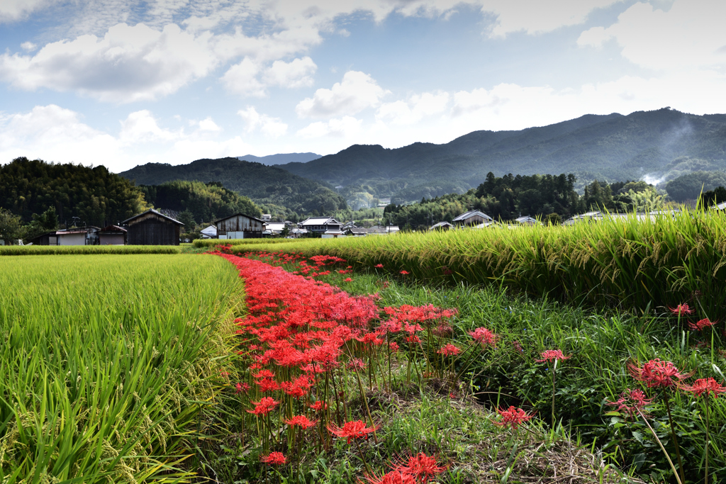 明日香村に秋が来た（４）