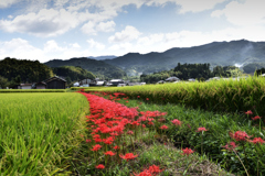 明日香村に秋が来た（４）