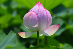 蓮の花　一輪（２）