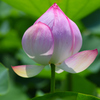 蓮の花　一輪（２）