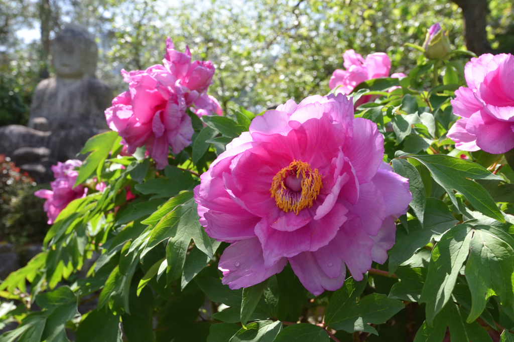 花の寺（４）