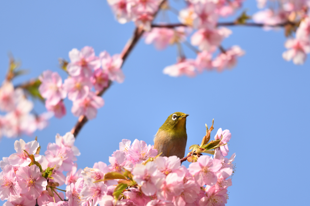 桜の舟に乗って
