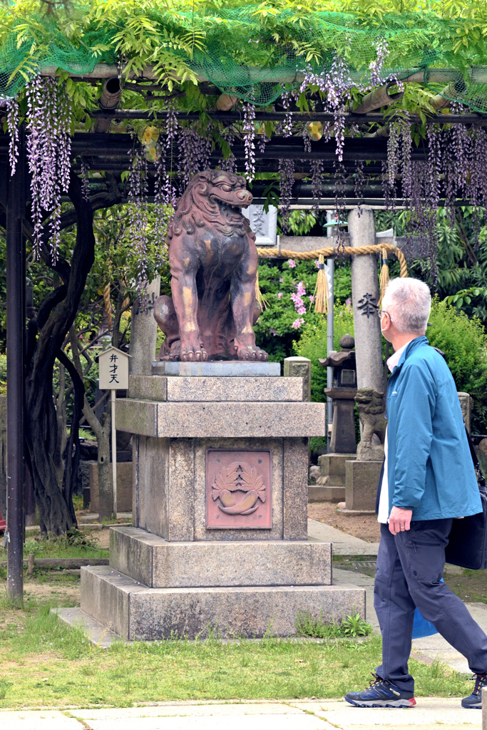 藤の花を求めて（福島聖天了徳院にて）