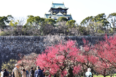 大阪城梅林景色（１）