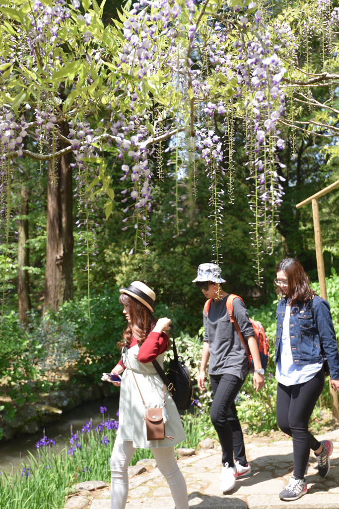 藤の花の咲く頃（２）