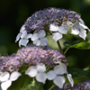 紫陽花（６）