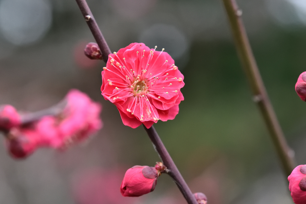 春よ早く来い（１）
