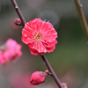 春よ早く来い（１）