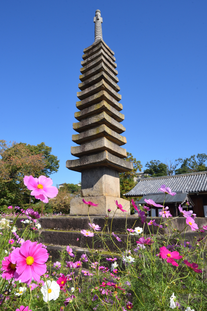コスモスの咲く寺（０７）