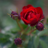 薔薇（１０）