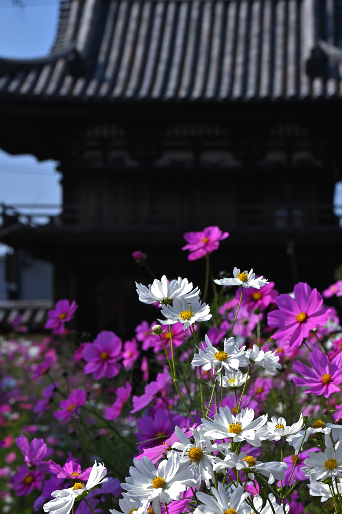 コスモス寺にて（４）
