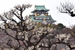 白梅