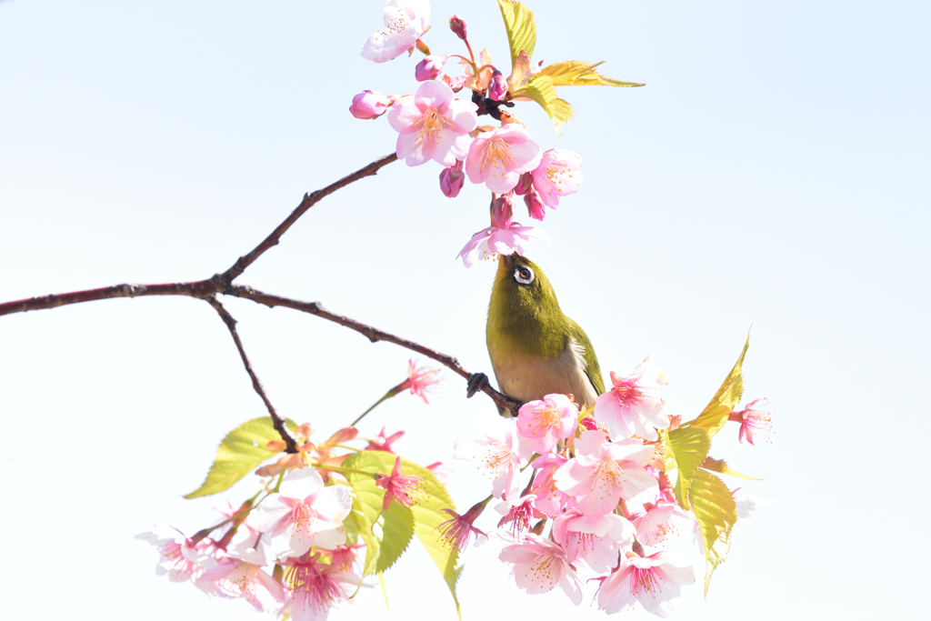 蜜を求めて（５）