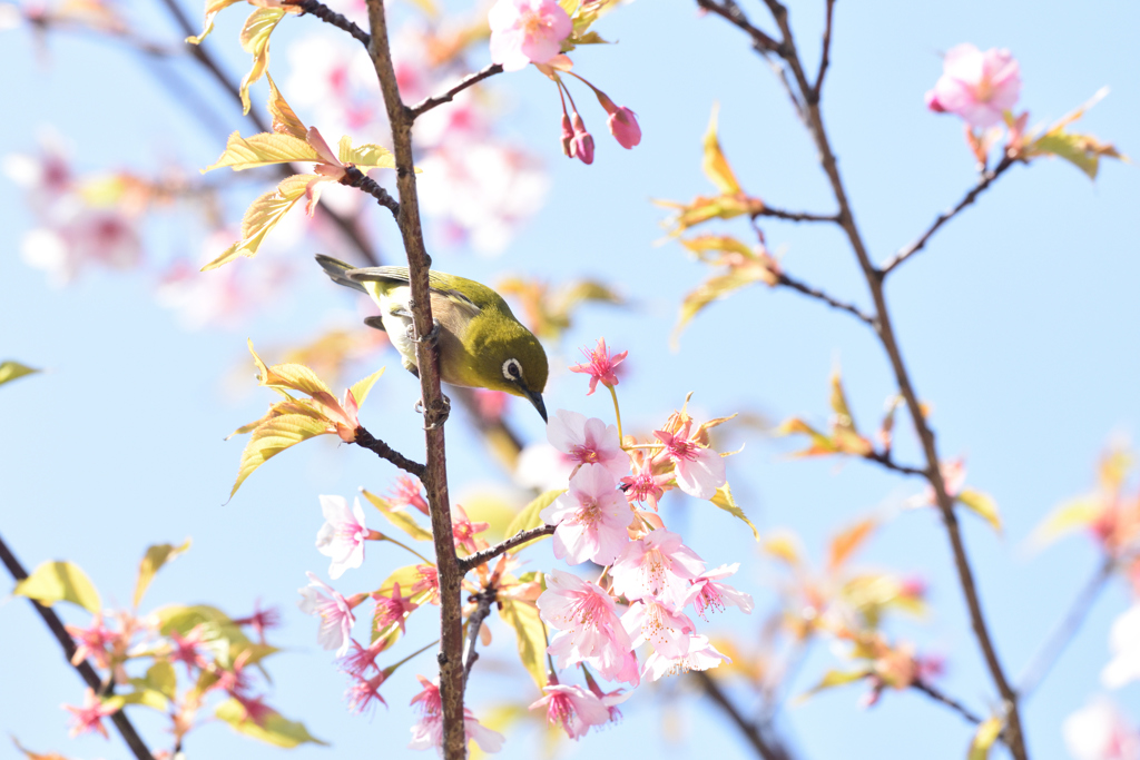 蜜を求めて（１）