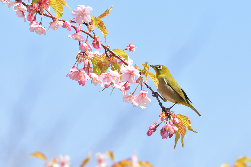 蜜を求めて（７）