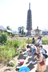 コスモスの咲く寺（０８）