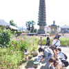 コスモスの咲く寺（０８）