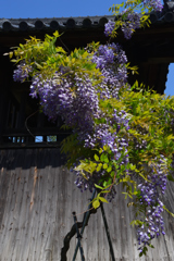 花の寺（３）