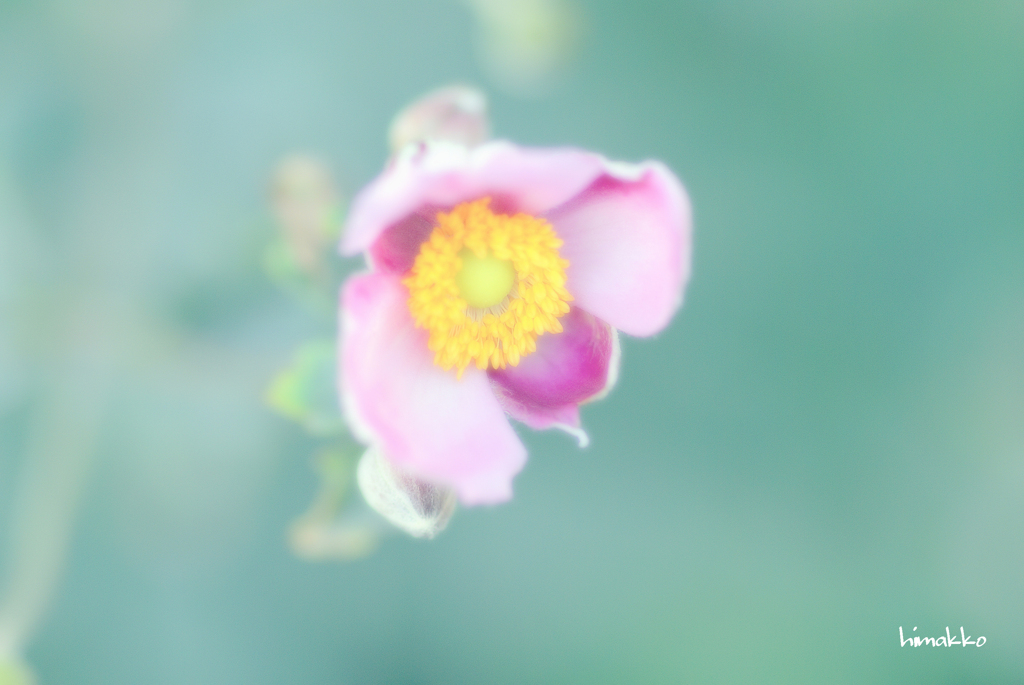 秋明菊（しゅうめいぎく）