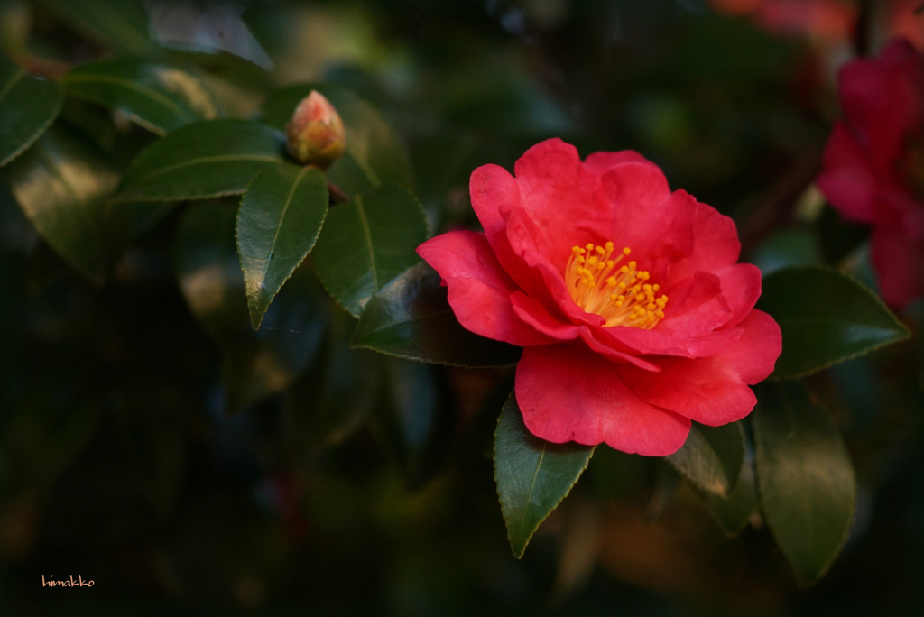 日陰でも華やいで