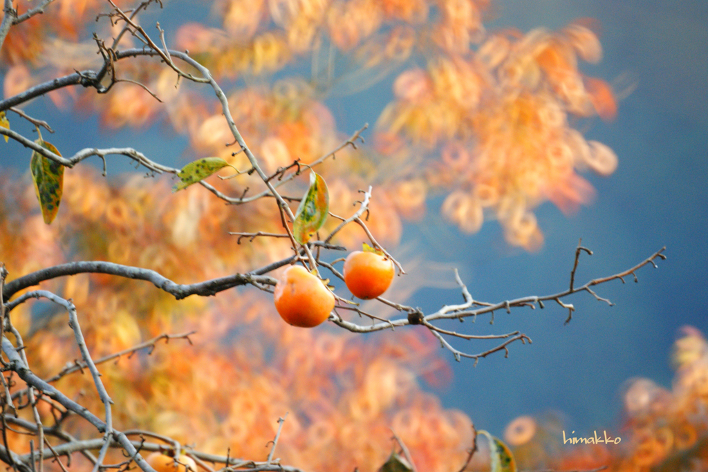 柿と紅葉