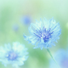 繊細 （花言葉）
