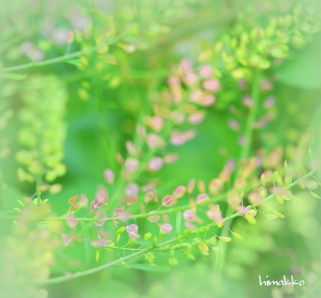 ナズナ～