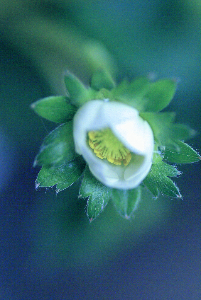 イチゴのお花