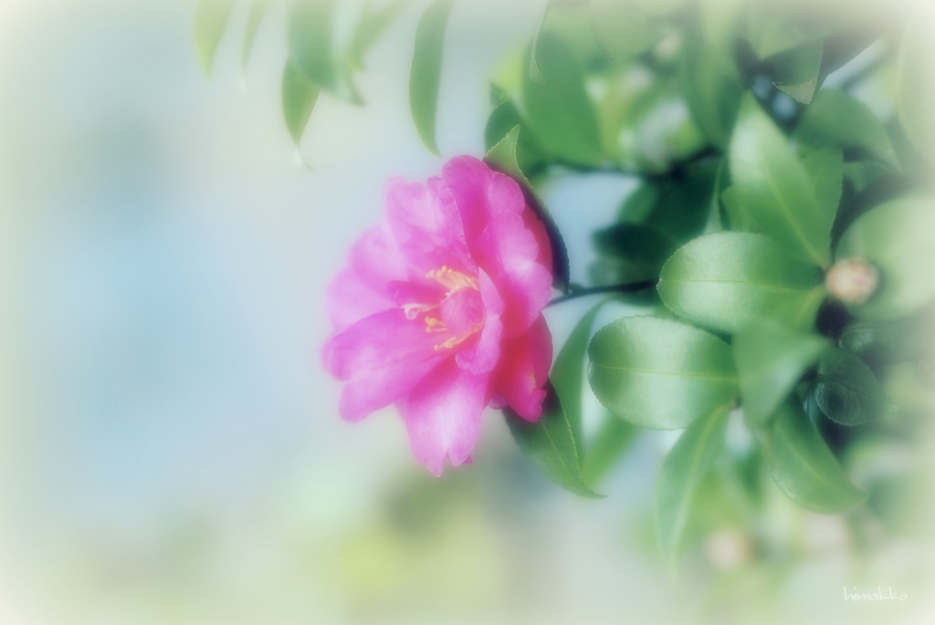 お散歩道の山茶花