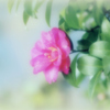 お散歩道の山茶花