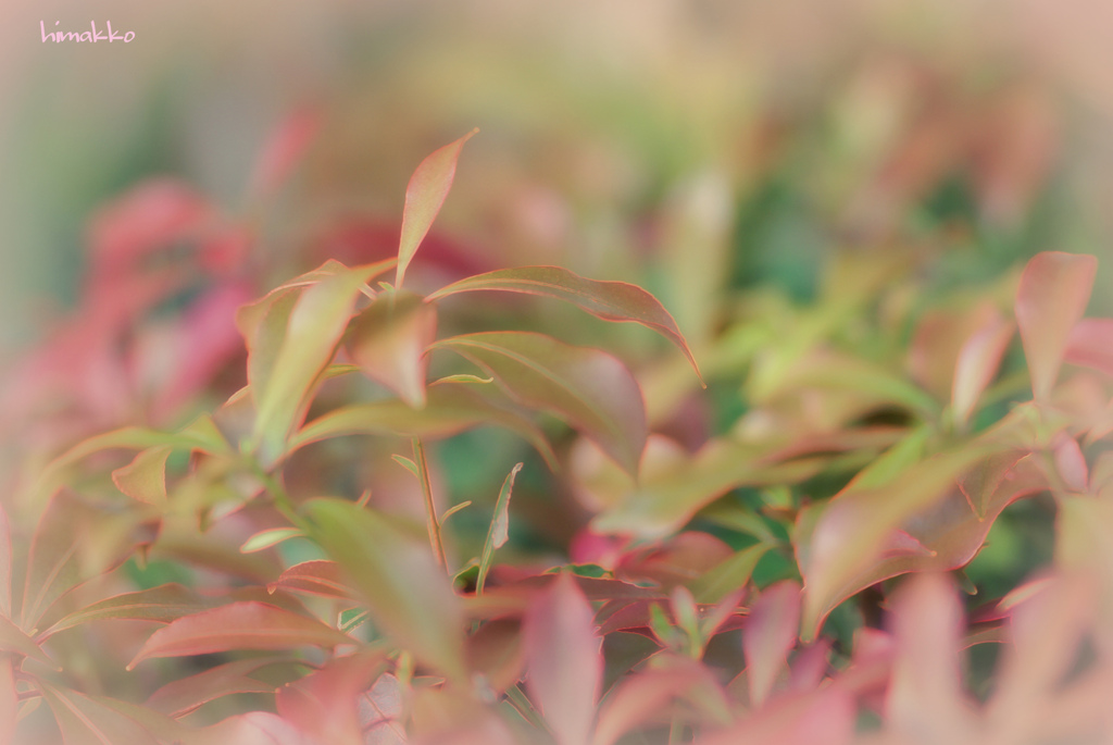 春紅葉