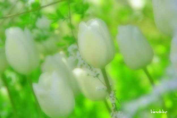 失われた愛