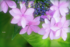 愛らしピンク紫陽花