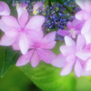 愛らしピンク紫陽花