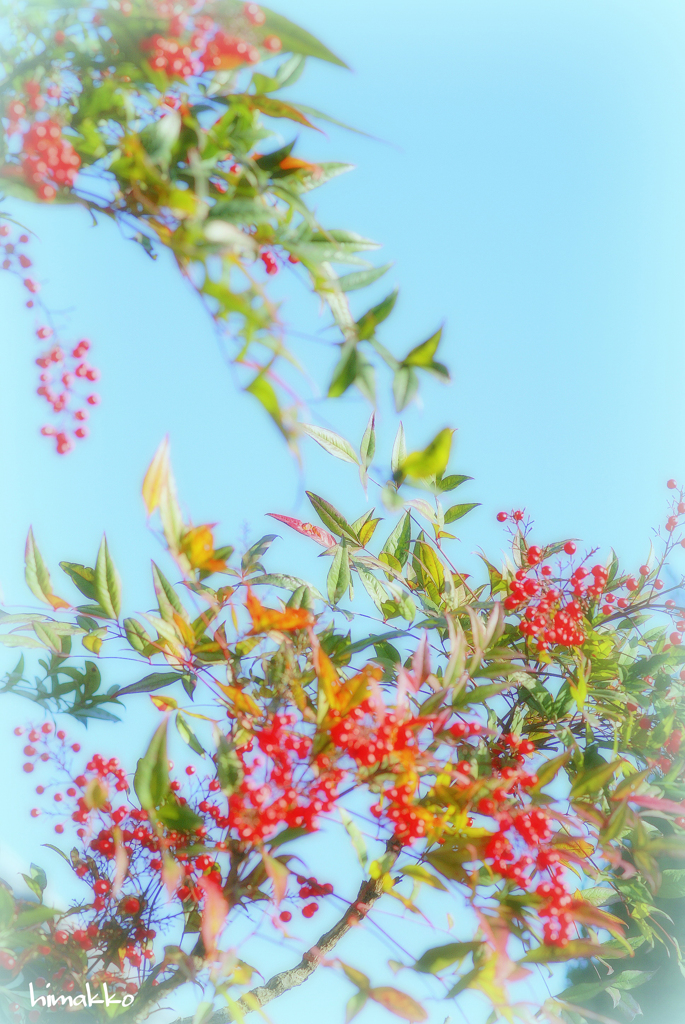 私の愛は増すばかり（花言葉）