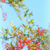 私の愛は増すばかり（花言葉）